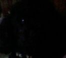 This is my poodle, Buddy. He's kinda hard to see because he needs a haircut and the picture's not that good. Sorry about that.